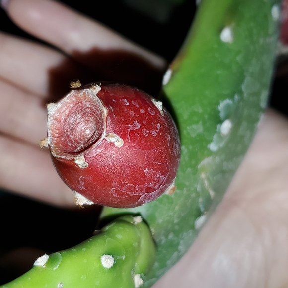 Cactus 🌵 - Picture 4 of 5